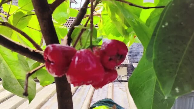 red Red rose apple or Syzygium malaccense planted in a pot on the roof of the house