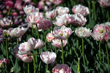 Close up of a garden with tulipas 