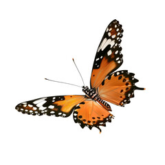 Fototapeta premium Realistic isolated butterfly, spring colored butterfly, insect