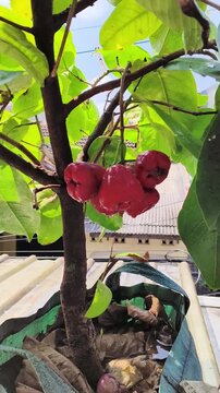 red Red rose apple or Syzygium malaccense planted in a pot on the roof of the house