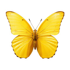 Fototapeta premium Realistic isolated butterfly, spring colored butterfly, insect