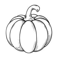 pumpkin line art drawing illustration