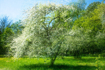 ICM unsharp fruit treei n the green grassland landscape