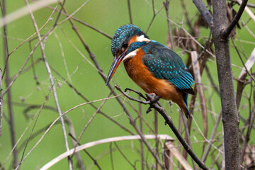 Martín pescador común posado entre ramas secas en un entorno natural con fondo verde desenfocado