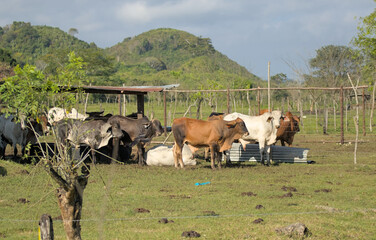 cows in the field