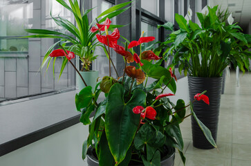 Anthurium flower blooms with red flowers beautifully.