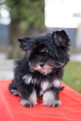 A Yorkshire Terrier puppy is sitting on a red rug outdoors.