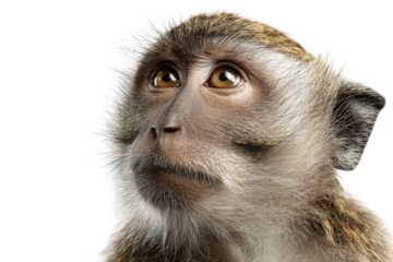 Curious monkey portrait studio setting animal photography close-up. Isolated on transparent background, png.