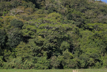 landscape with trees
