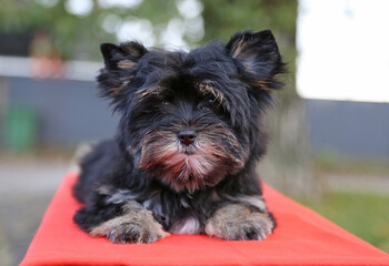 A Yorkshire Terrier puppy is lying on a red rug in nature.