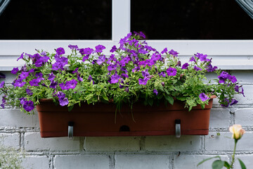 Flowering petunias in a window box brighten up a garden wall during springtime in a residential area