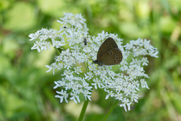 Ringlet (Aphantopus hyperantus) butterfly sitting on a white flower in Zurich, Switzerland