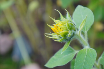 Unopened Sunflower Bud Close-up