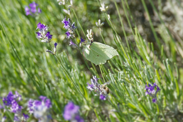 Common brimstone butterfly (Gonepteryx rhamni) sitting on lavender in Zurich, Switzerland