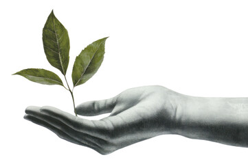 PNG Hand holding plant leaves leaf environmental.