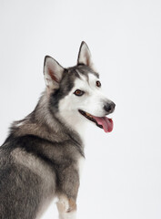 A Siberian Husky sitting sideways against a white background, with its tongue out and tail curled gracefully. The dog's relaxed posture and bright expression showcase its calm energy.