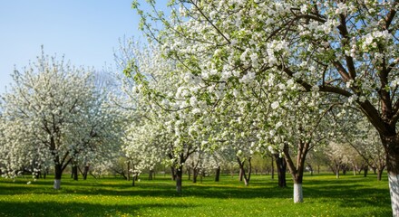 Fototapeta premium Spring Orchard Blossoms - Peaceful springtime scene, blossoming trees, vibrant colors, fresh air, new beginnings. Symbolizing renewal, growth, beauty, serenity, and hope