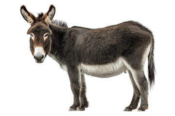 Fototapeta premium Gentle donkey standing in studio animal photography isolated. Isolated on transparent background, png.
