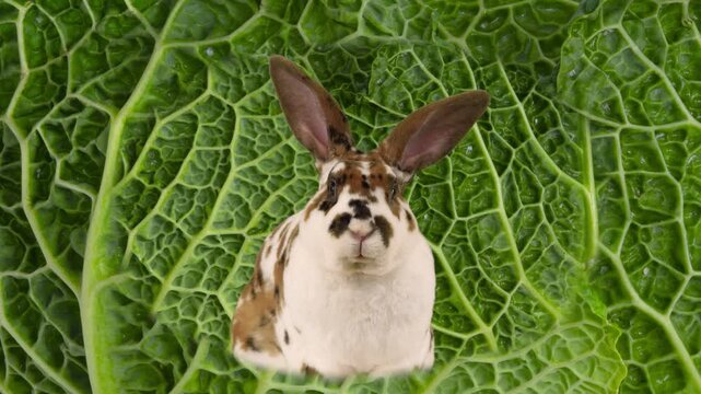rabbit sits by the cabbage and chews it