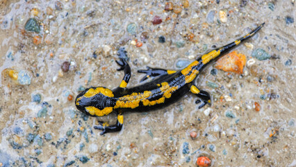 Young Speckled salamander walking on the side of a road after rain. Salamandra salamandra, Touraine, Indre et Loire 37, région Centre Val de Loire, France, European Union, Europe