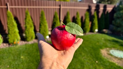 A ripe apple with a green leaf on the stalk is lying on a man's hand. Nearby is a grassy lawn, a metal profile fence and thuja trees. Sunny autumn weather