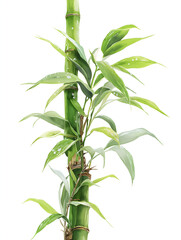 Fototapeta premium Vertical Bamboo Plant with Fresh Green Leaves - Eco-Friendly Tropical Botanical Decoration
