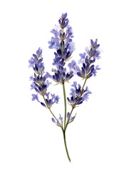 Fototapeta premium Lavender Flower: Organic Purple Herb in Nature's Botanical Fragrance