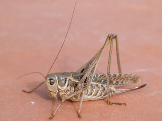 Close-up of a large brown grasshopper on an orange background, Fauglia, Italy