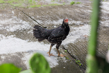 The Ayam Kampung is the chicken breed reported from Indonesia. The name means  literally village chicken. In Indonesia, indigenous chickens that are raised using traditional free range production