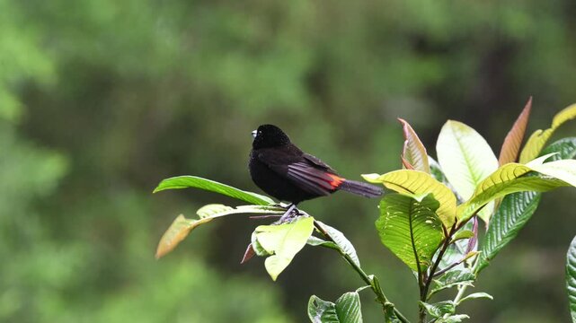 The scarlet-rumped tanager, Ramphocelus passerinii, is a passerine bird.