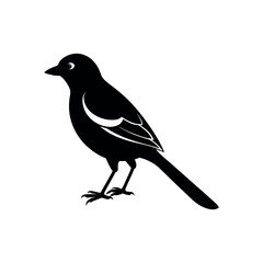 A jay Bird's silhouette art vector illustration.