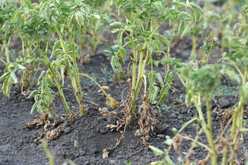 Fresh potatoes partially visible underground among dry, withered leaves and rich soil. Natural agricultural scene showing root crop growth and harvest preparation. Perfect for farming, gardening, and 