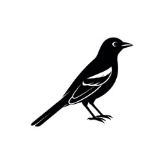 An oriole Bird's silhouette art vector illustration.