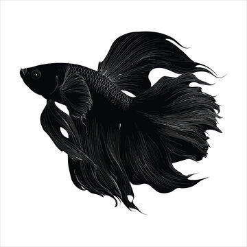 black betta fish swimming on white background clip art preview