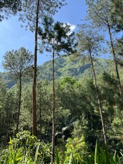 Lush pine forest with tall straight trees, mossy trunks, and soft green grass offers a serene escape for eco hikers and forest explorers.