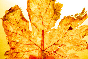 Hoja seca de abedul con luz trasera dando relieve a la hoja.