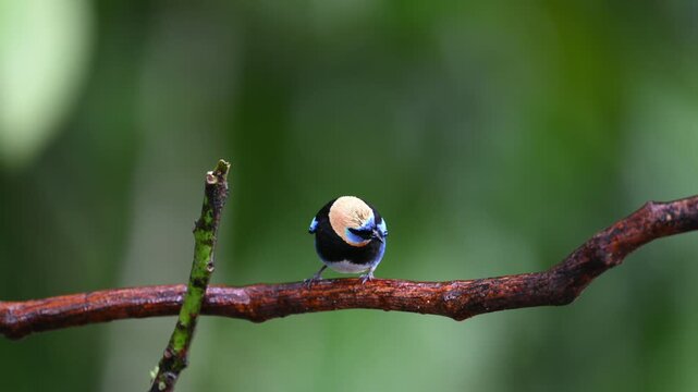 Golden-hooded tanager, Stilpnia larvata, soaked by rain