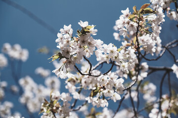 春の到来を告げる！満開の桜、京都、日本