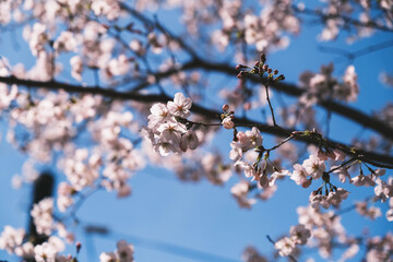春の到来を告げる！満開の桜、京都、日本