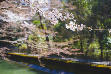 春の到来を告げる！満開の桜、京都、日本