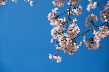春の到来を告げる！満開の桜、京都、日本