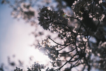 太陽の光に照らされてキラキラと光る美しい桜、京都、日本