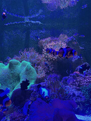 An underwater aquarium scene featuring numerous ocellaris clownfish swimming among vibrant corals...