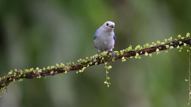 Blue gray tanager, Thraupis episcopus, bird sitting on the branch in heavy rain