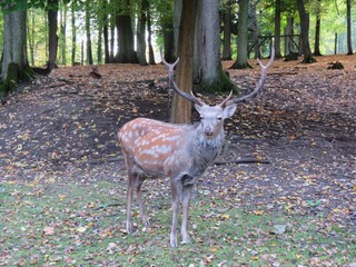 A majestic stag with large antlers stands proudly in an autumn forest. A powerful symbol of leadership, strength, grace, natural dignity, and corporate vision.