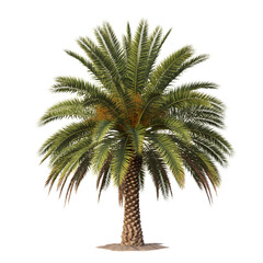 Fototapeta premium A single date palm tree isolated on transparent background