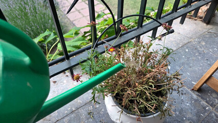 Nurturing outdoor garden plants with a green watering can on a balcony