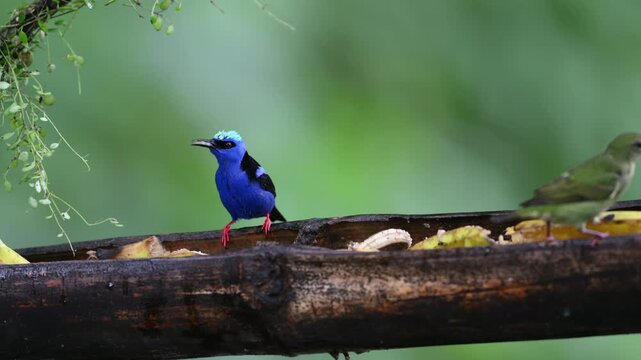 The Red-legged Honeycreeper, Cyanerpes cyaneus, bird feeding on fruit at a feeder