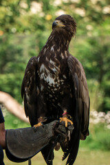 White tailed eagle