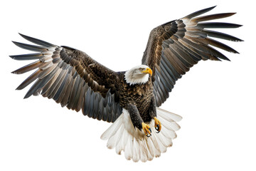 Fototapeta premium American bald eagle flying fast in air with white background